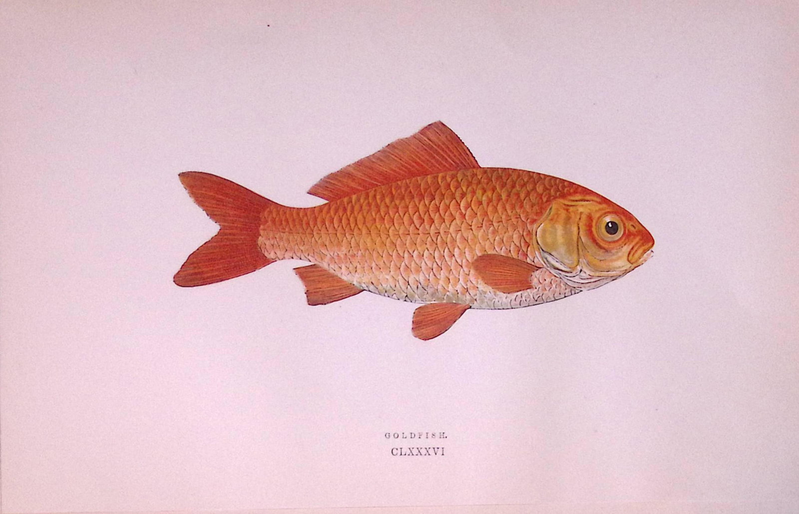 Goldfish Scarce Antique 1877 Johnathan Couch Woodblock Engraving-25: Title: Goldfish Scarce Antique 1877 Johnathan Couch Woodblock Engraving-25 Description: This Antique Original Coloured Woodblock Engraving Was Removed from An Edition of.<