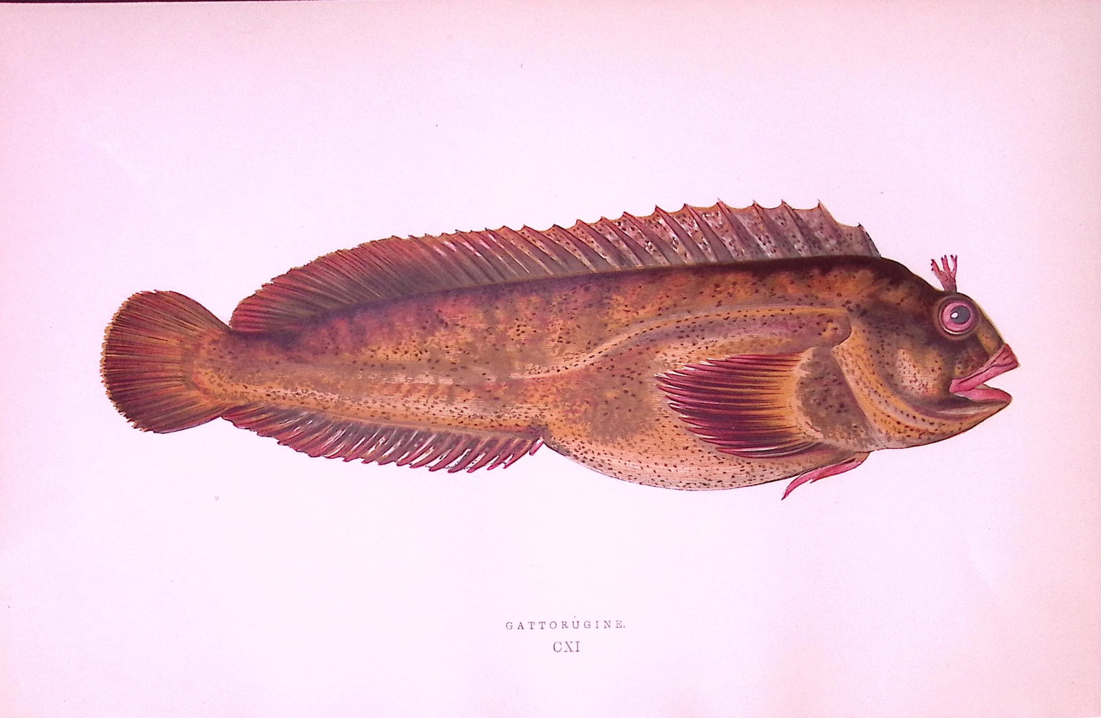 Gattorugine Fish Antique 1877 J. Couch Woodblock Scarce Engraving-239: Title: Gattorugine Fish Antique 1877 J. Couch Woodblock Scarce Engraving-239 Description: This Antique Original Coloured Woodblock Engraving Was Removed from An Edition of.