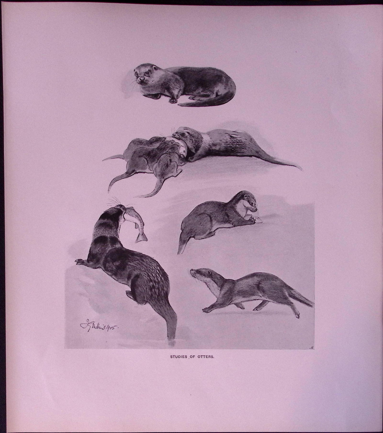 Studies of Otters Rare 121 Years-Old Limited-Edition Antique JG Millais Print (1 of 3)