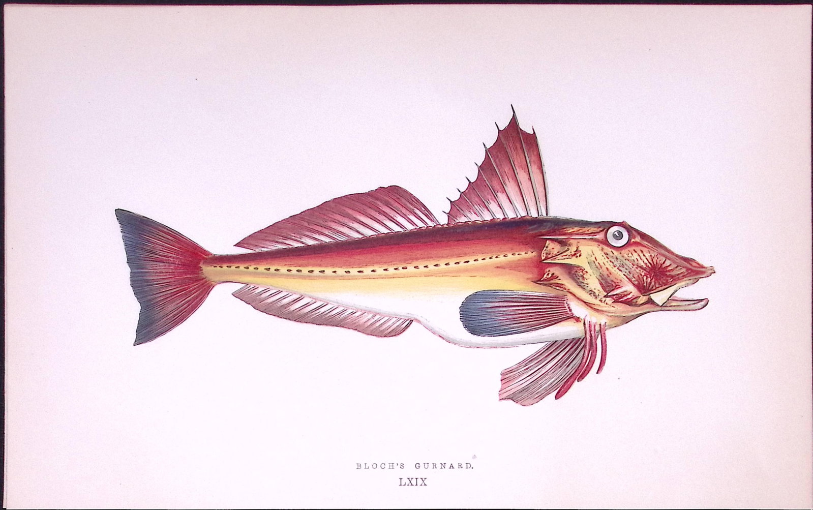 Bloch’s Gurnard Fish Scarce Antique 1877 J. Couch Woodblock Engraving-65: Title: Bloch’s Gurnard Fish Scarce Antique 1877 J. Couch Woodblock Engraving-65 Description: This Antique Original Coloured Woodblock Engraving Was Removed from An Ed