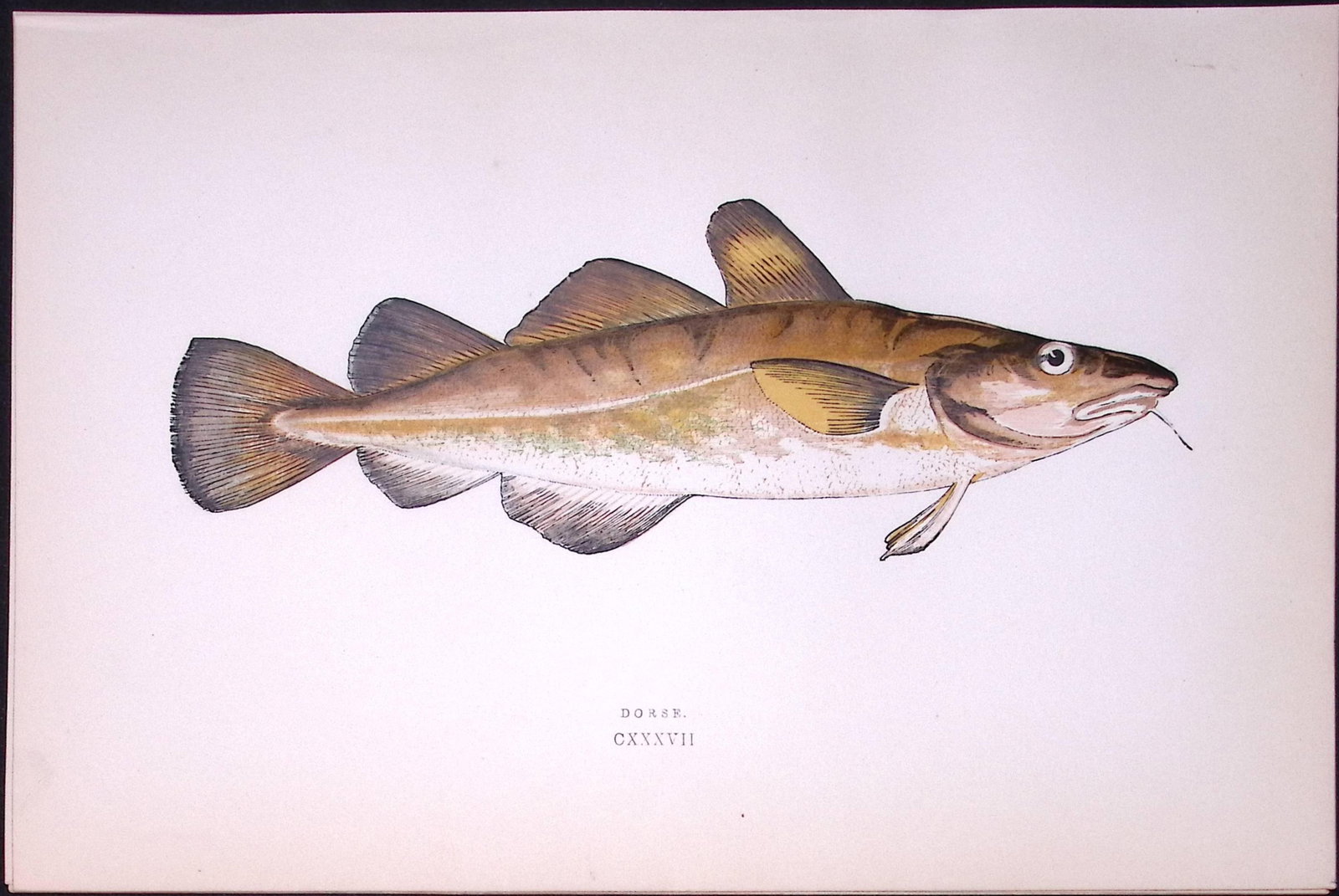 Dorse Fish Scarce Antique 1877 Johnathan Couch Woodblock Engraving-89: Title: Dorse Fish Scarce Antique 1877 Johnathan Couch Woodblock Engraving-89 Description: This Antique Original Coloured Woodblock Engraving Was Removed from An Edition of.