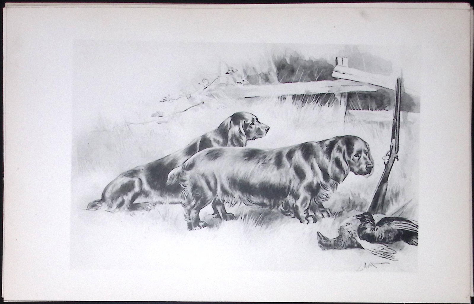 Sussex Spaniels Antique Book Plate Rawdon Lee Modern Dogs 1893-43 (1 of 2)