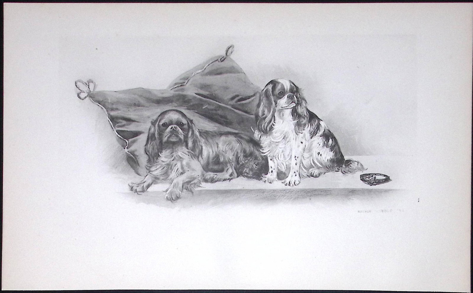 Ruby & King Charles Spaniels Antique Book Plate Rawdon Lee Modern Dogs 1894-16 (1 of 2)