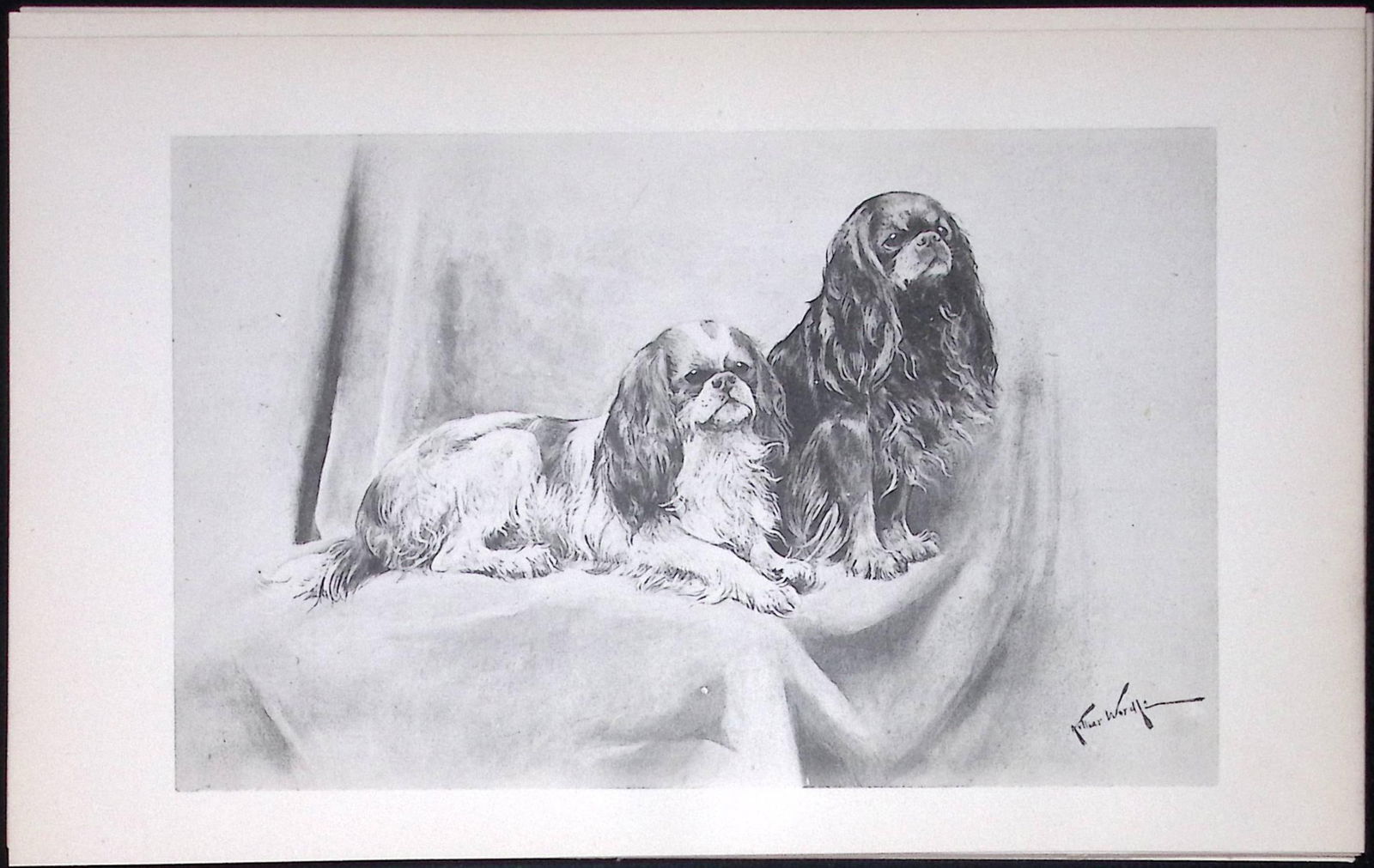 King Charles & Blenheim Spaniels Antique Book Plate Rawdon Lee Modern Dogs 1894-15 (1 of 2)