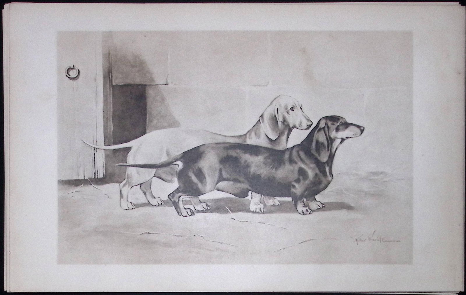 Pair Dachshunds Antique Book Plate Rawdon Lee Modern Dogs 1906-66 (1 of 2)