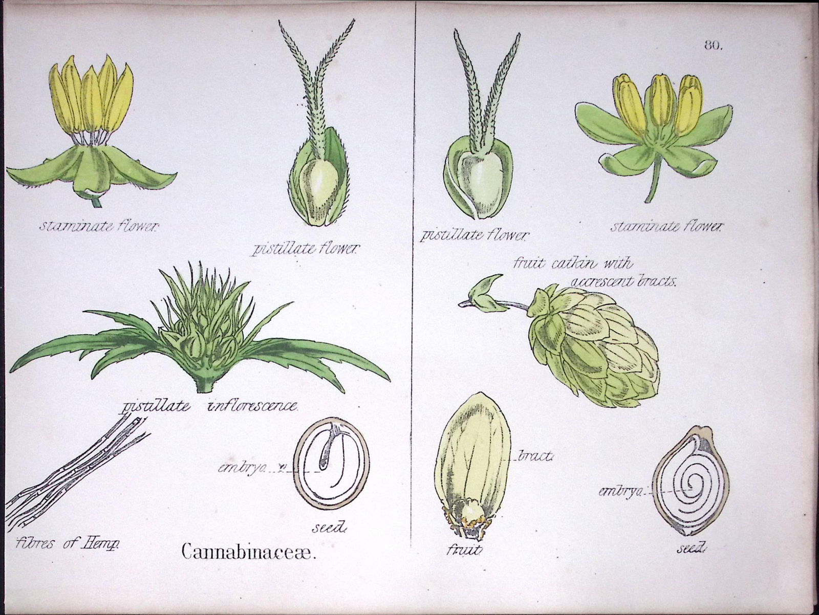 Hemp Plant Botanical Flower Diagram Rare Antique First Edition Illustration-80 (1 of 1)