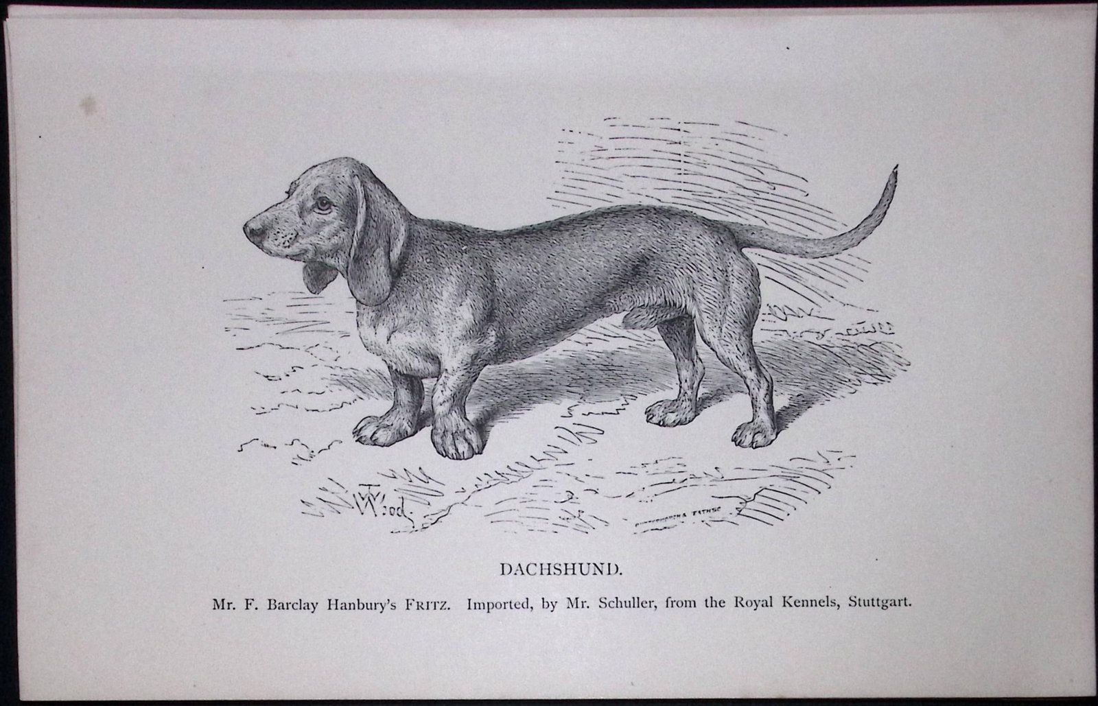 The Dachshund British Dogs by Hugh Dalziel 1889 Antique Book Plate-26: Title: The Dachshund British Dogs by Hugh Dalziel 1889 Antique Book Plate-26 Description: This Antique Book Plate Was Removed from a Edition of British Dogs by Hugh Dalziel 1889.