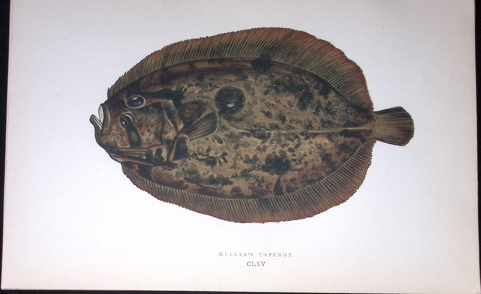 Muller’s Topknot Fish Scarce Antique 1877 J. Couch Woodblock Engraving-169: Title: Muller’s Topknot Fish Scarce Antique 1877 J. Couch Woodblock Engraving-169 Description: This Antique Original Coloured Woodblock Engraving Was Removed from An Edition of