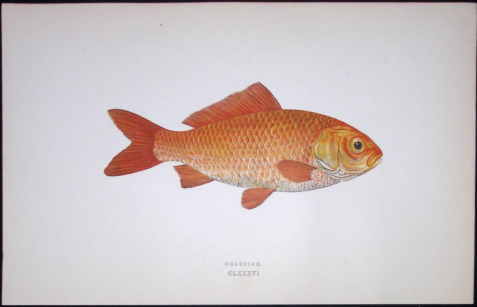 Goldfish Scarce Antique 1877 Johnathan Couch Woodblock Engraving-25.: Title: Goldfish Scarce Antique 1877 Johnathan Couch Woodblock Engraving-25. Description: This Antique Original Coloured Woodblock Engraving Was Removed from An Edition of.