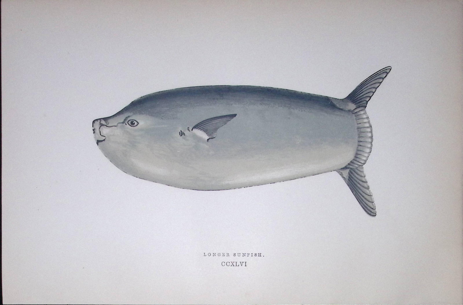 Longer Sunfish Fish Scarce Antique 1877 J. Couch Woodblock Engraving-156: Title: Longer Sunfish Fish Scarce Antique 1877 J. Couch Woodblock Engraving-156 Description: This Antique Original Coloured Woodblock Engraving Was Removed from An Edition of.