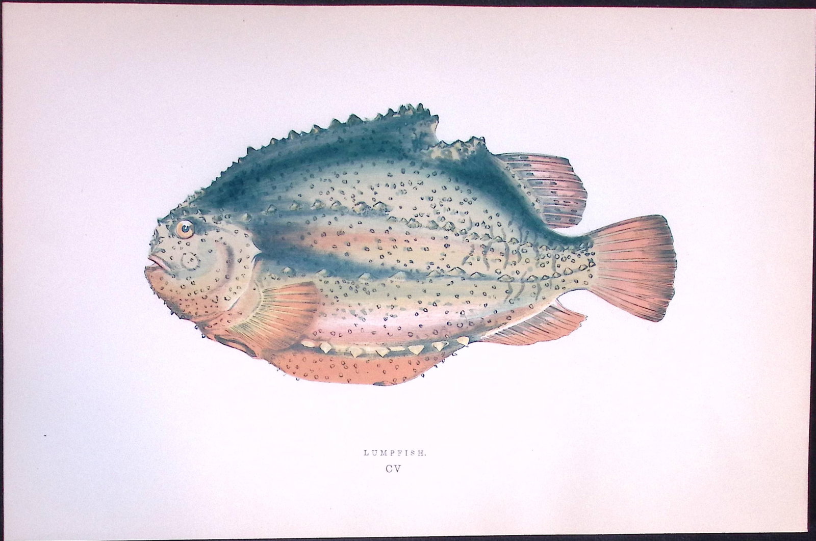 Lump Fish Antique 1877 J. Couch Woodblock Scarce Engraving-236: Title: Lump Fish Antique 1877 J. Couch Woodblock Scarce Engraving-236 Description: This Antique Original Coloured Woodblock Engraving Was Removed from An Edition of.