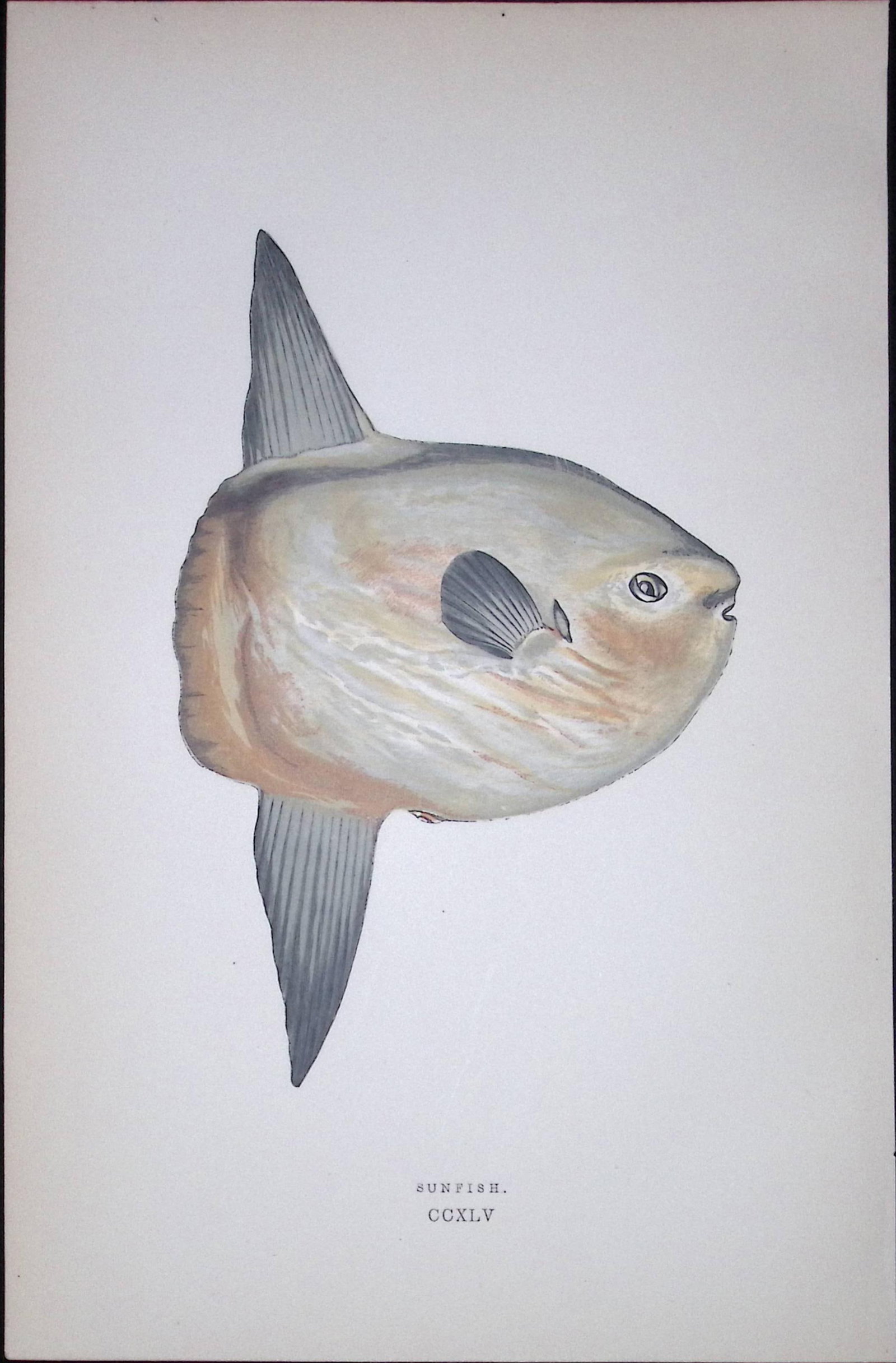 Sunfish Fish Scarce Antique 1877 J. Couch Woodblock Engraving-154: Title: Sunfish Fish Scarce Antique 1877 J. Couch Woodblock Engraving-154 Description: This Antique Original Coloured Woodblock Engraving Was Removed from An Edition of.