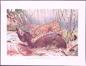 Jaguar Attacking a Tapir & Wild Cat Antique & Double-Sided Colour Plate-34