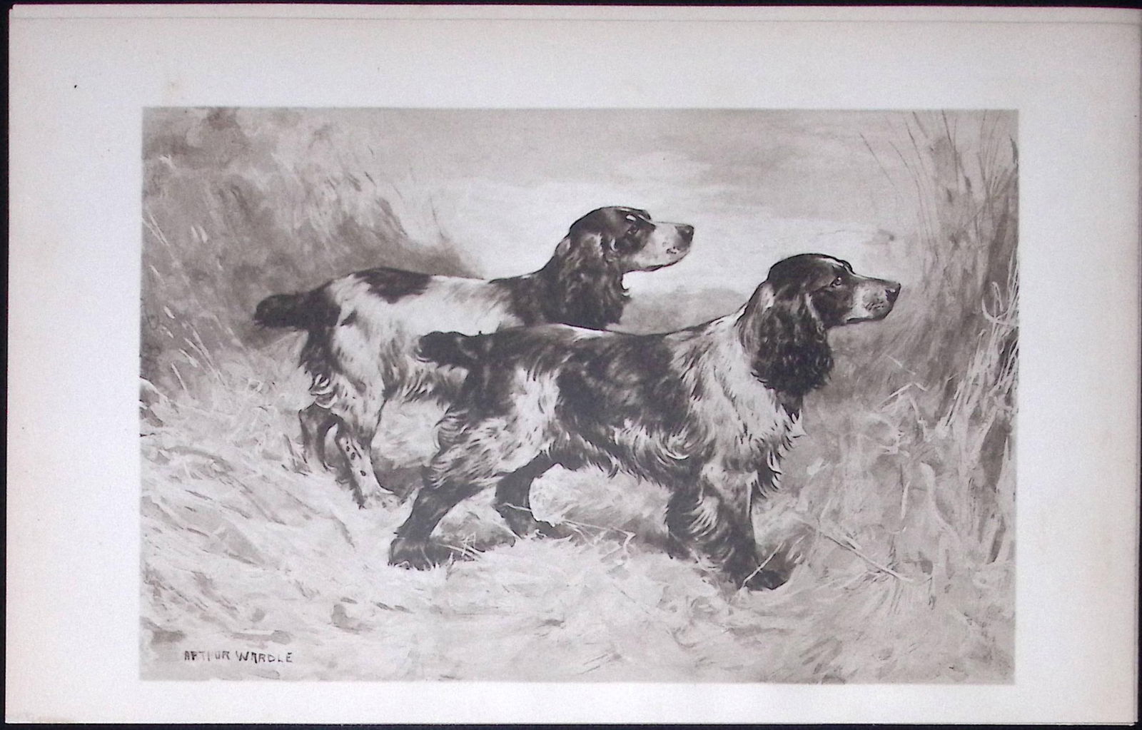 Cocker Spaniels Antique Book Plate Rawdon Lee Modern Dogs 1906-49 (1 of 2)