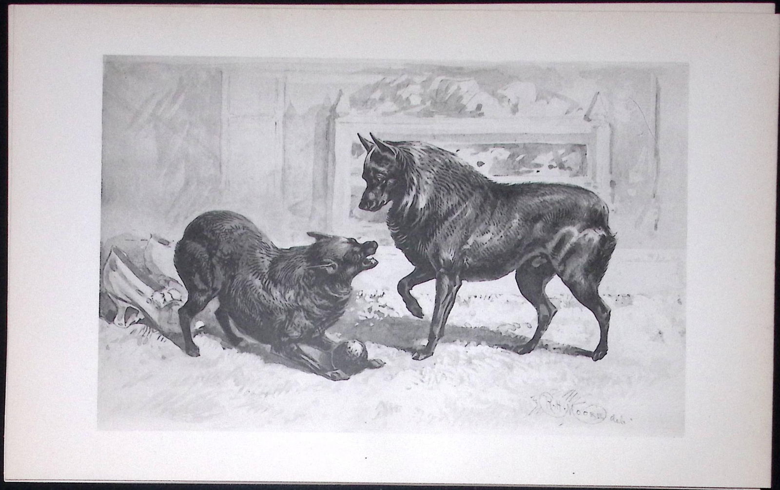 Schipperkes Antique Book Plate Rawdon Lee Modern Dogs 1894-21 (1 of 2)
