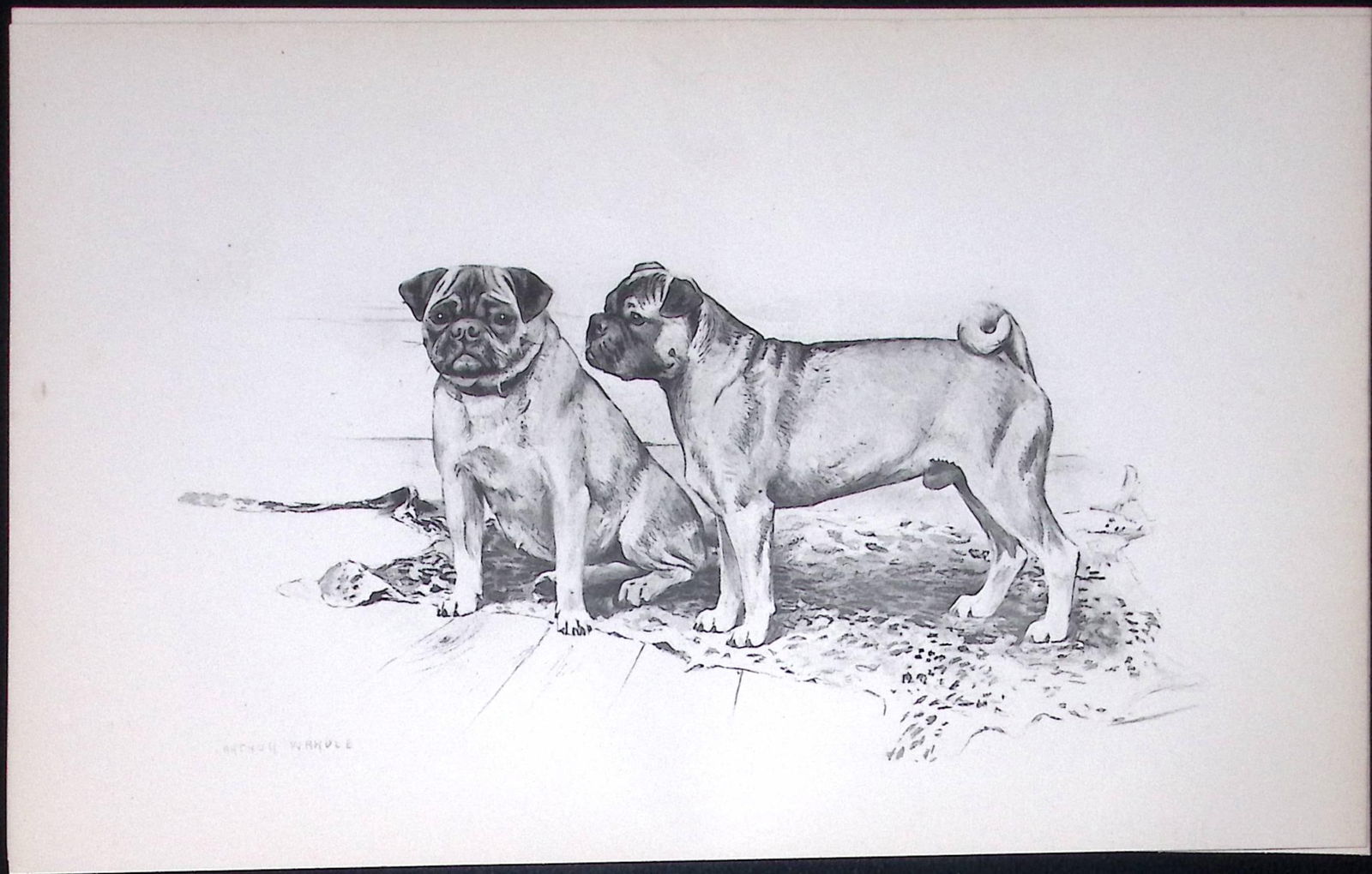Pug Dogs Antique Book Plate Rawdon Lee Modern Dogs 1894-13 (1 of 2)