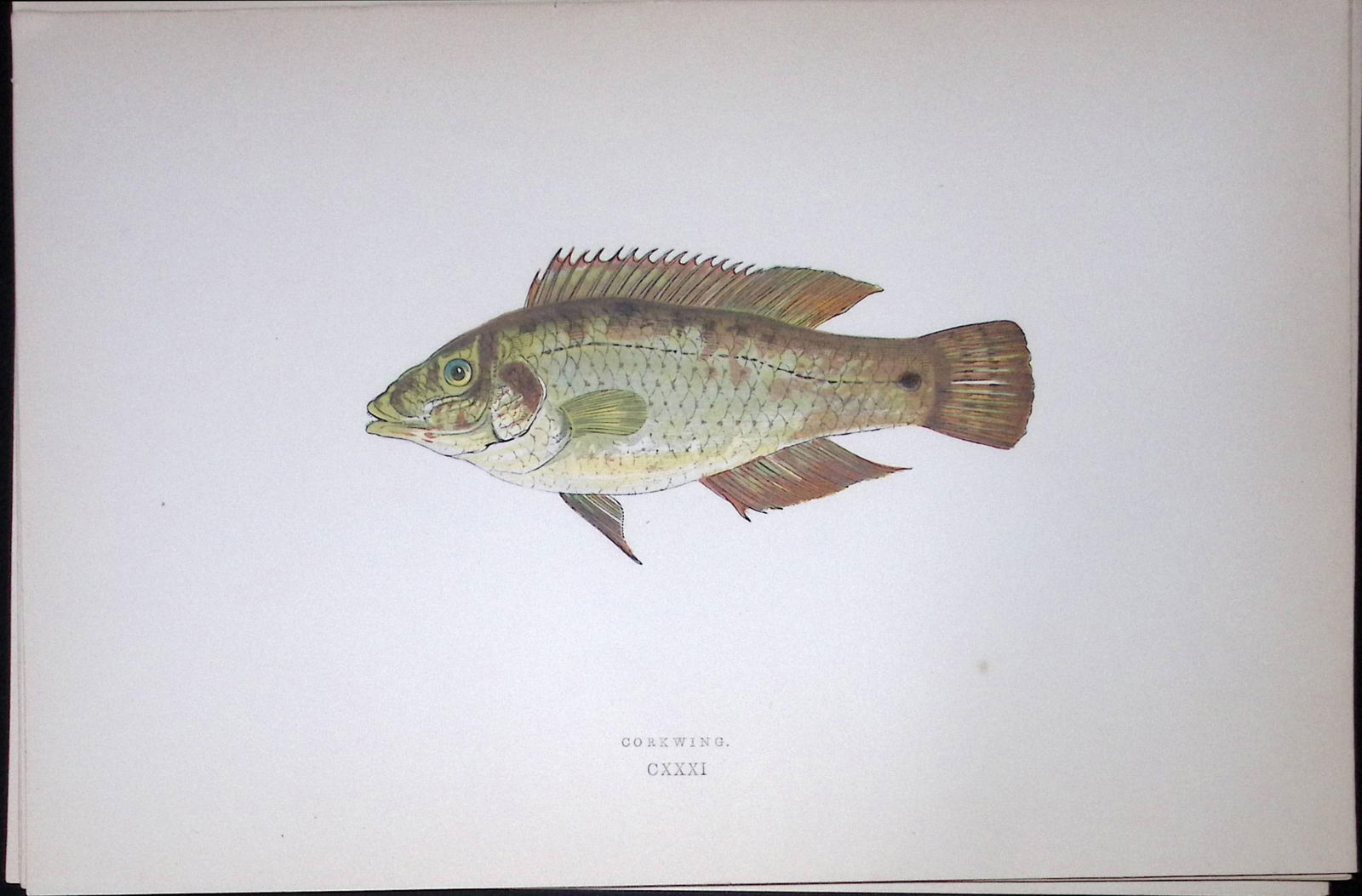 Corkwing Fish Scarce Antique 1877 J. Couch Woodblock Engraving-74 (1 of 1)