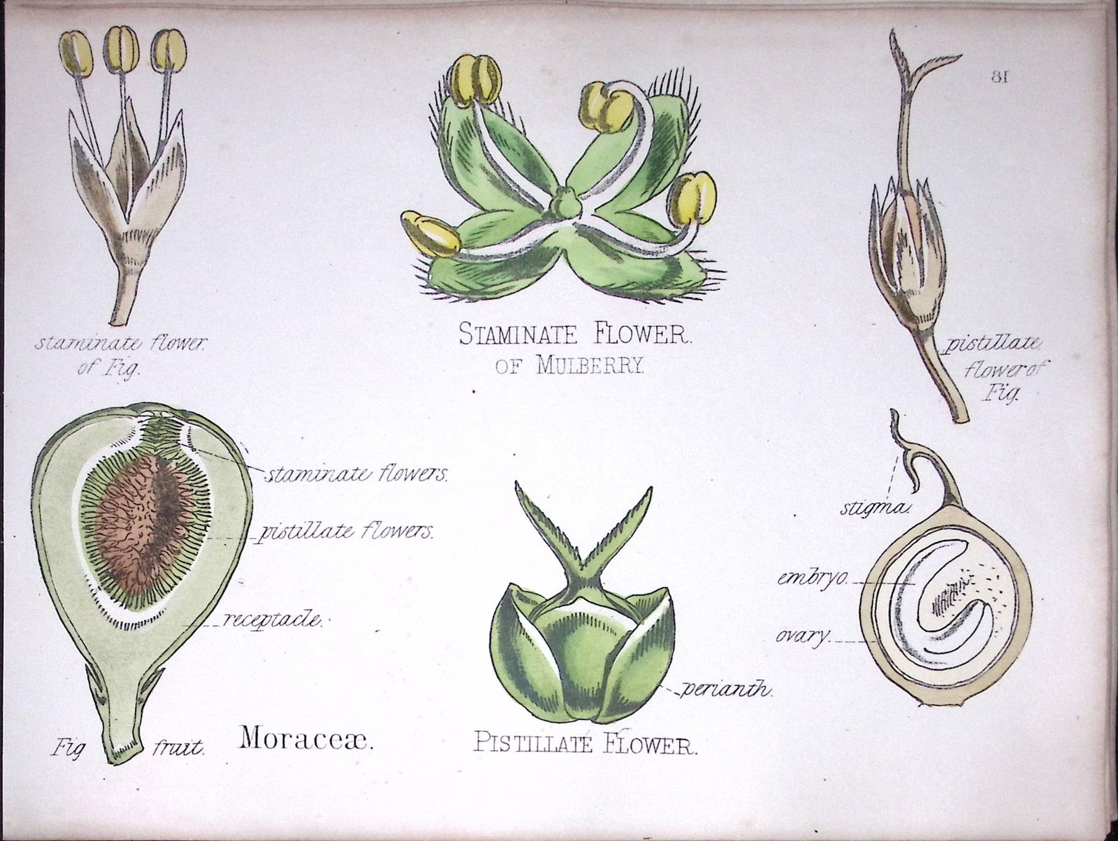 Mulberry Family Botanical Flower Diagram Rare Antique First Edition Illustration-81: Title: Mulberry Family Botanical Flower Diagram Rare Antique First Edition Illustration-81 Description: 150 Years-Old First Edition Hand-Coloured First Edition illustration