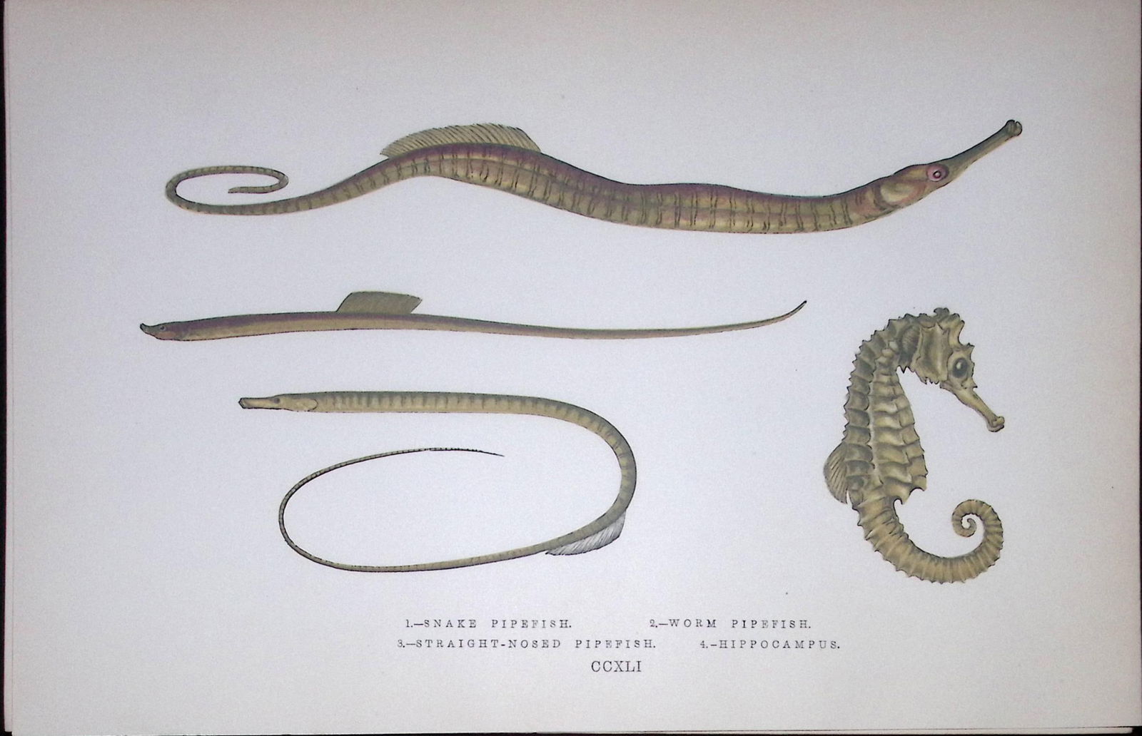 Snake & Worm Pipefish Fish Scarce Antique 1877 J. Couch Woodblock Engraving-151 (1 of 1)
