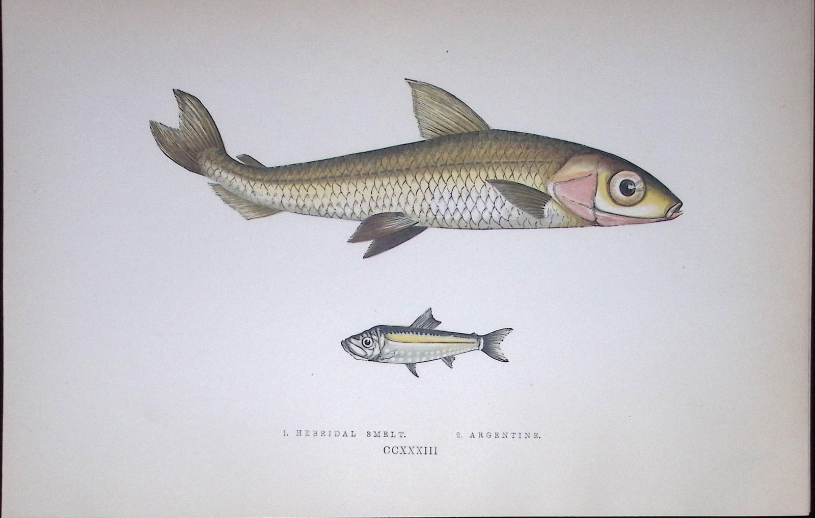 Hebridal & Argentine Smelt Fish Scarce Antique 1877 J. Couch Woodblock Engraving-143 (1 of 1)