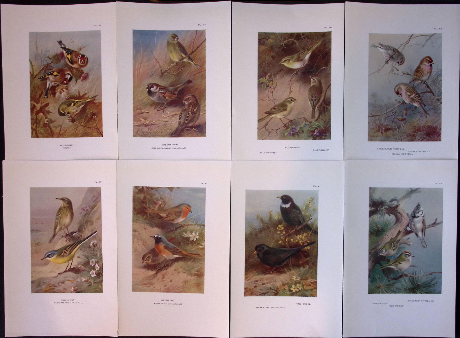 Job-Lot 12 Thorburn Bird Species Wrens, Finches, Redpoll Antique Prints-8. (1 of 2)