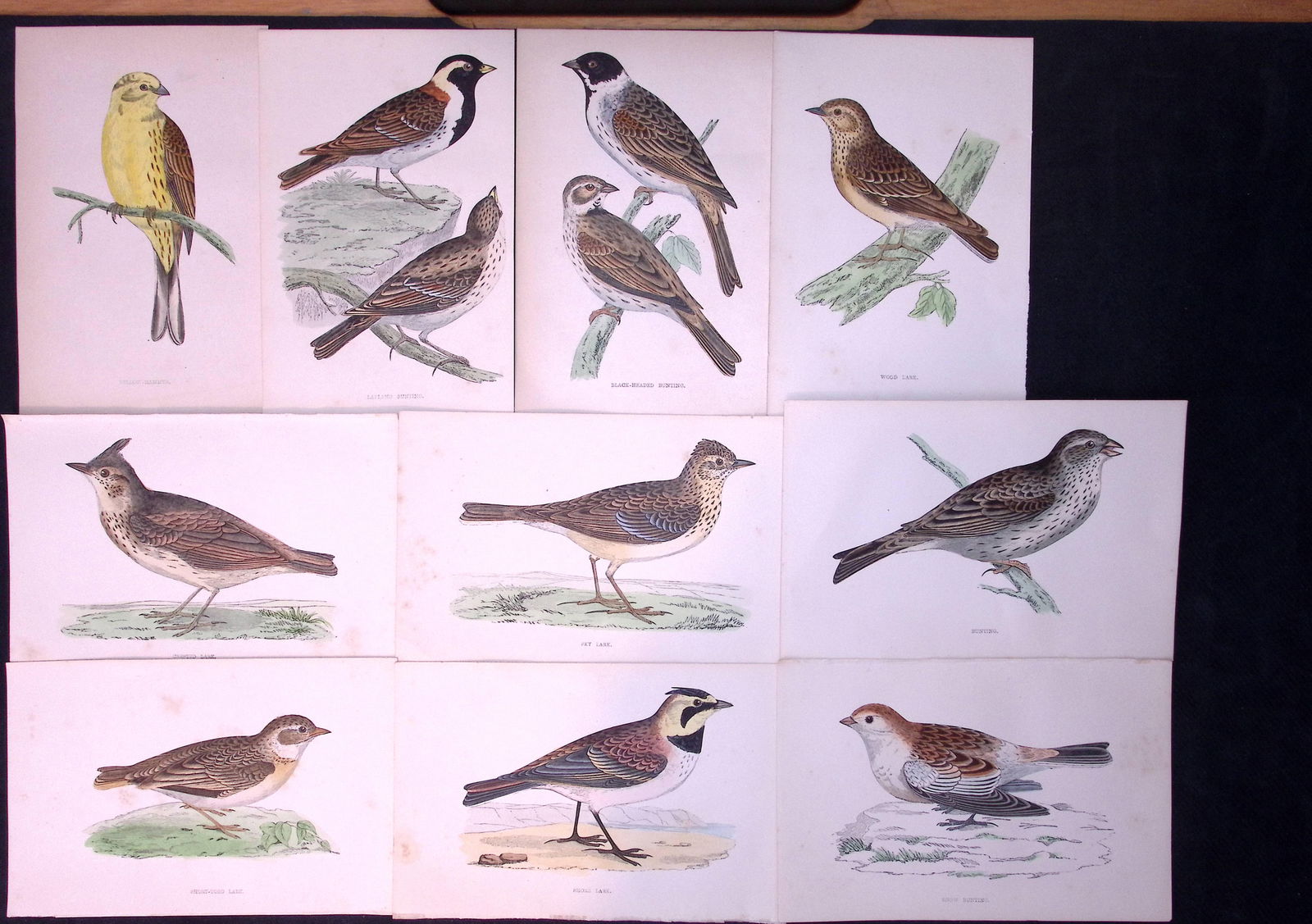 Job-Lot Rev Morris Larks, Buntings, Yellow Hammer 1888 Antique Lithographs -7. (1 of 2)