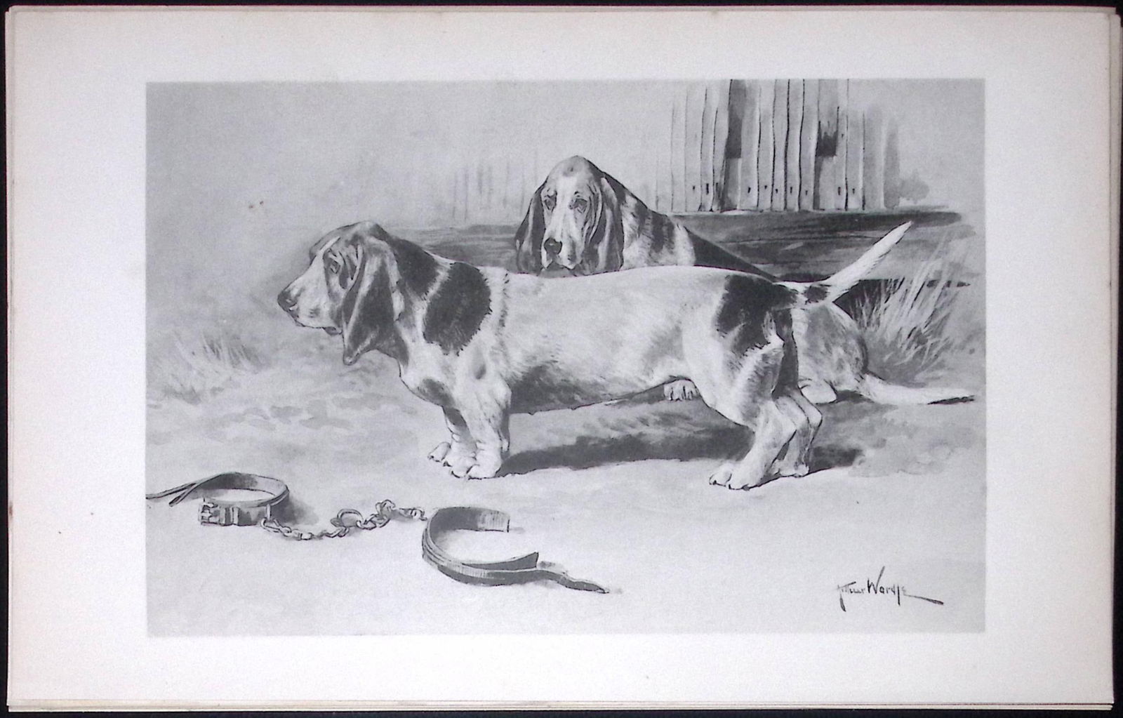Basset Hounds Antique Book Plate Rawdon Lee Modern Dogs 1893-46 (1 of 2)
