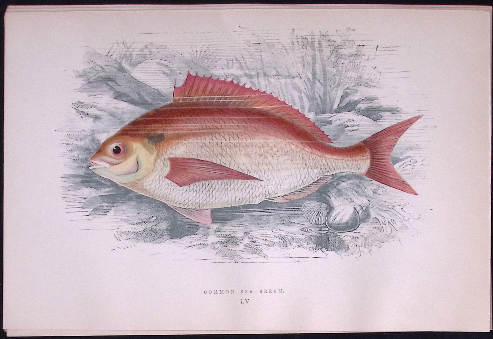 Common Sea Bream Scarce Antique 1877 J. Couch Woodblock Engraving-55 (1 of 2)