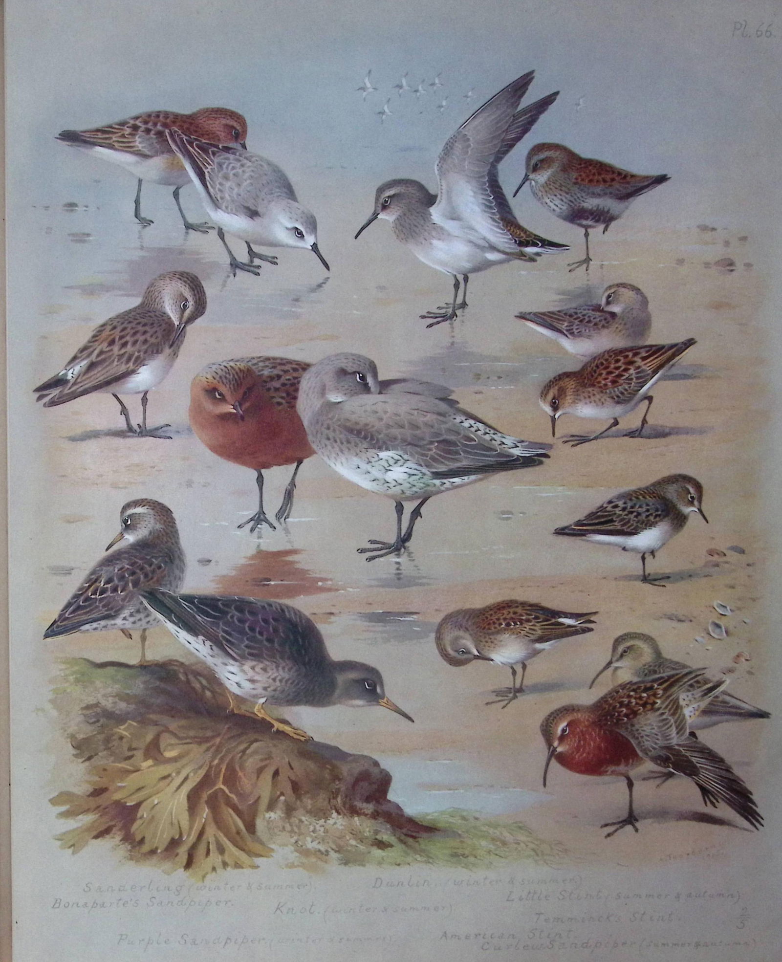 Thorburn Antique Scarce Chromolithograph Sandpiper & Stint Family-66 (1 of 1)