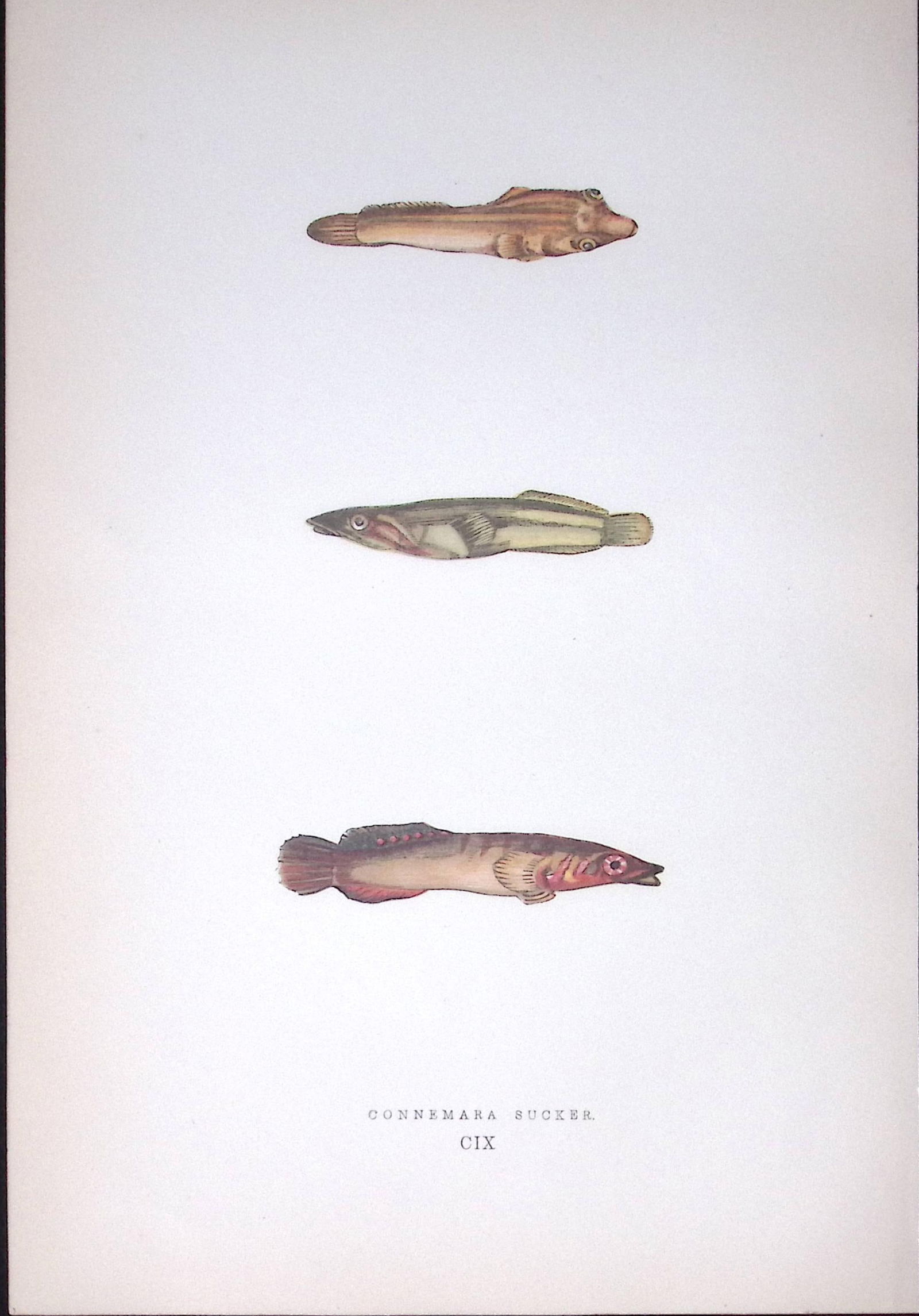 Connemara Sucker Scarce Antique 1877 J. Couch Woodblock Engraving-249 (1 of 2)