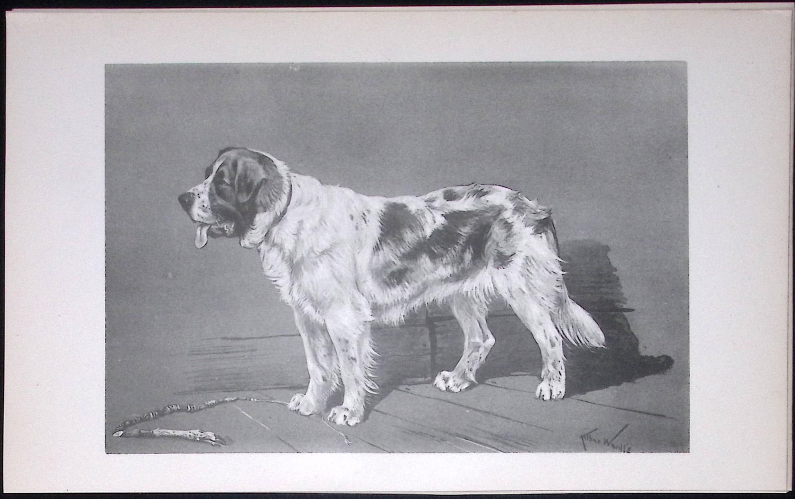 St Bernard Rough Coated Antique Book Plate Rawdon Lee Modern Dog 1894-4 (1 of 2)