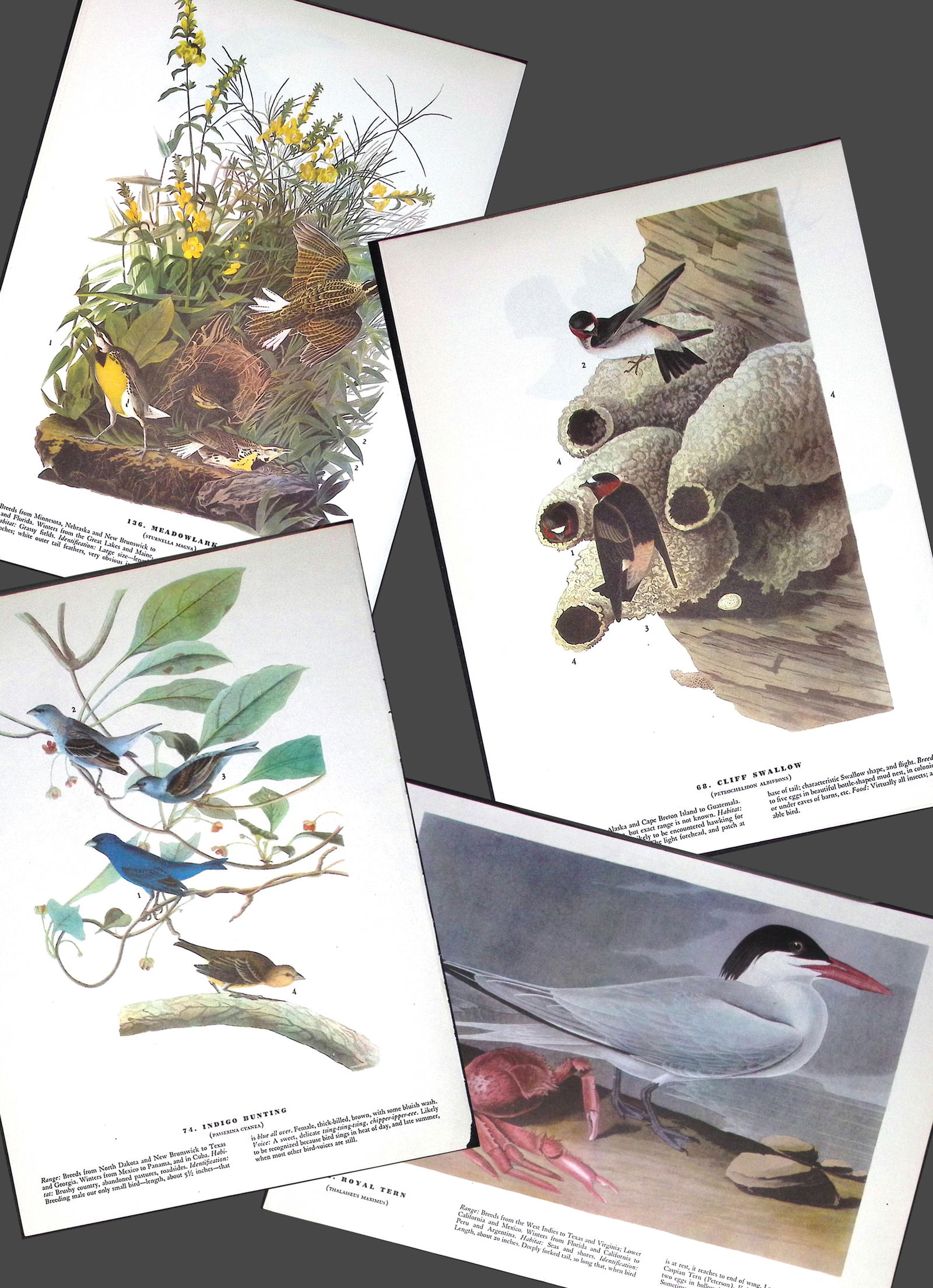 Job-Lot John James Audubon Birds of America 72-Year-Old Coloured Book Plates-39 (1 of 5)