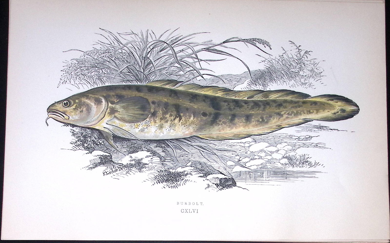 Burbolt Fish Scarce Antique 1877 J. Couch Woodblock Engraving-196 (1 of 2)