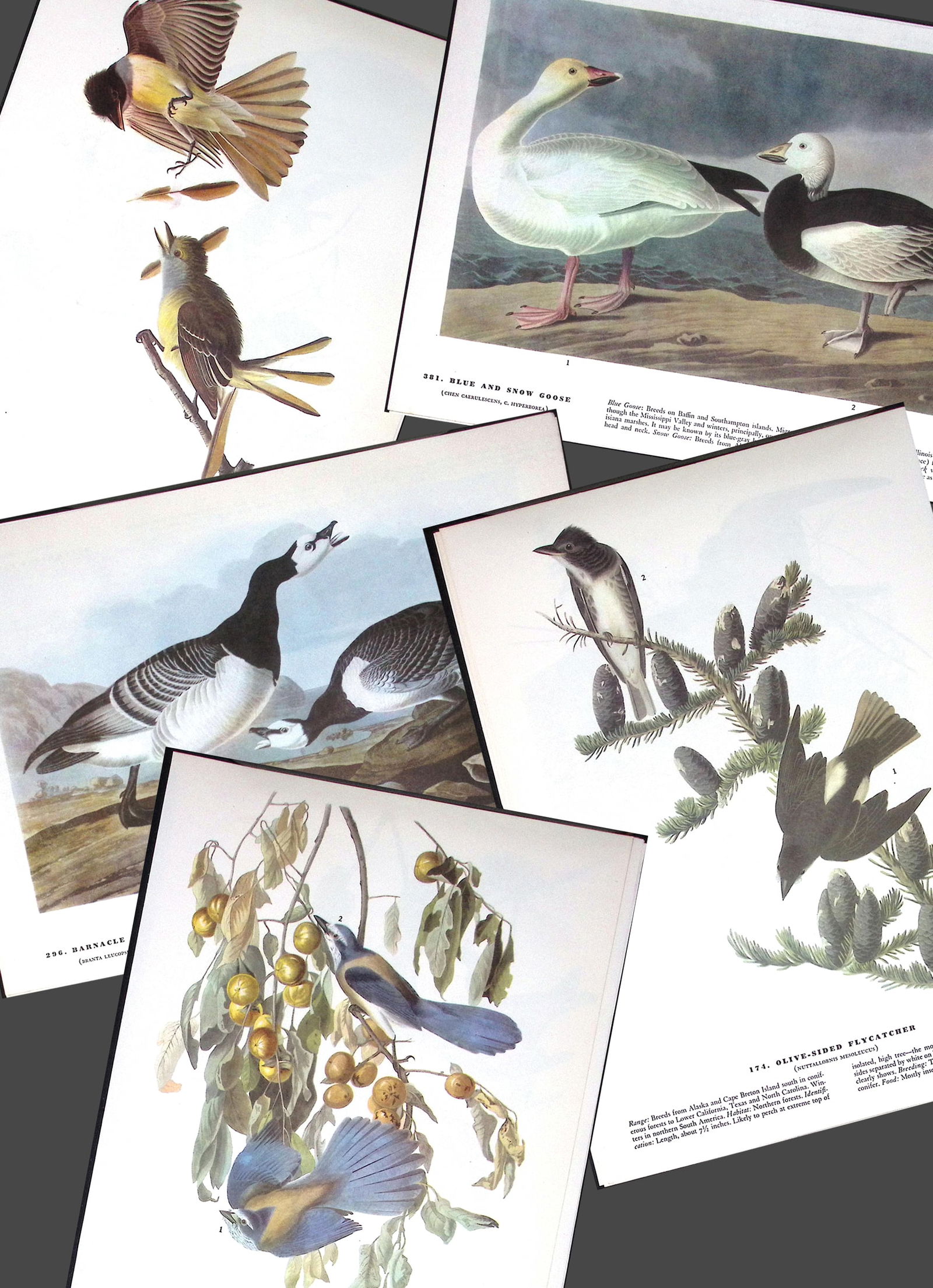 Job-Lot John James Audubon Birds of America 72-Year-Old Coloured Book Plates-33 (1 of 6)