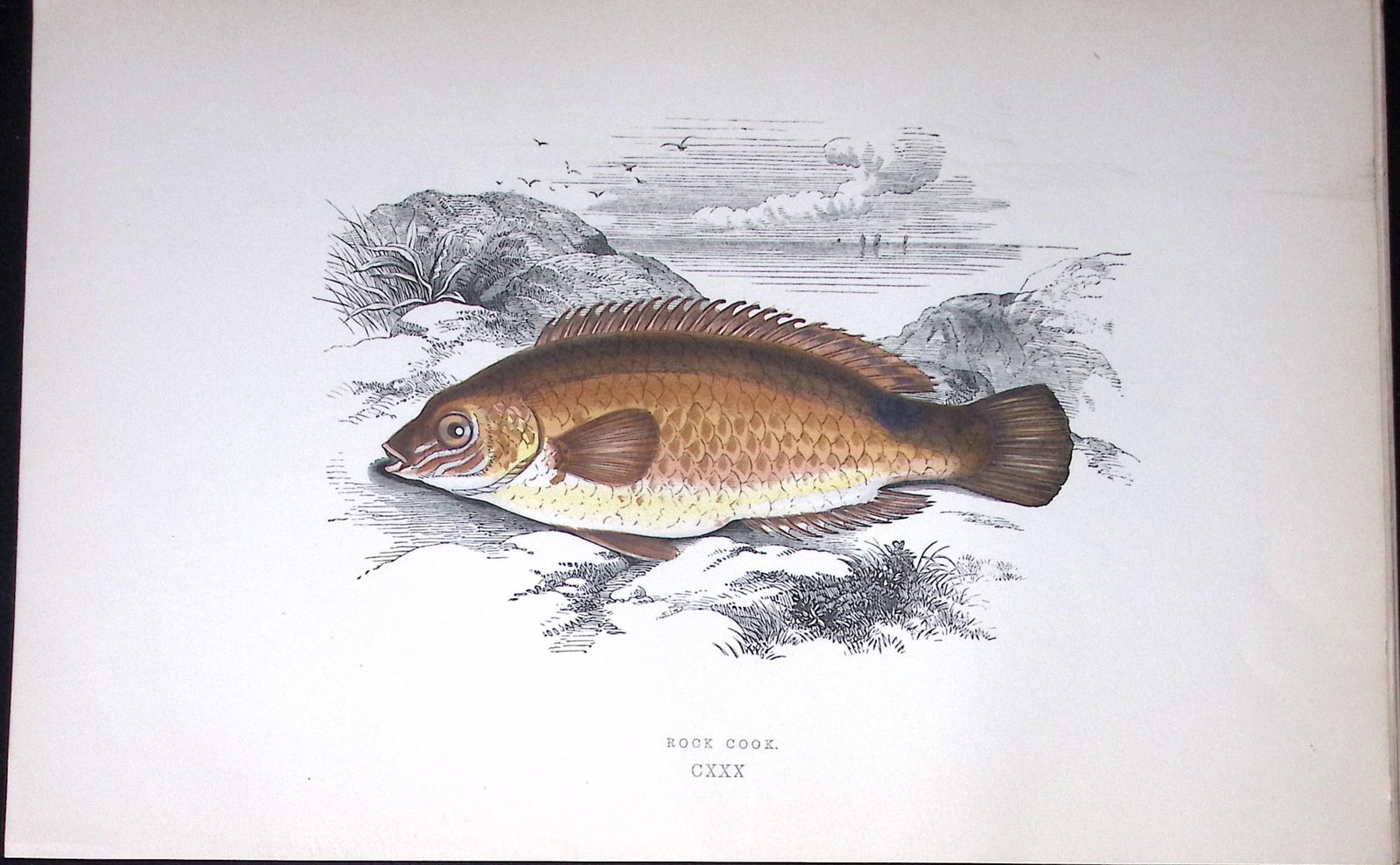 Rook Cook Fish Scarce Antique 1877 J. Couch Woodblock Engraving-193 (1 of 2)
