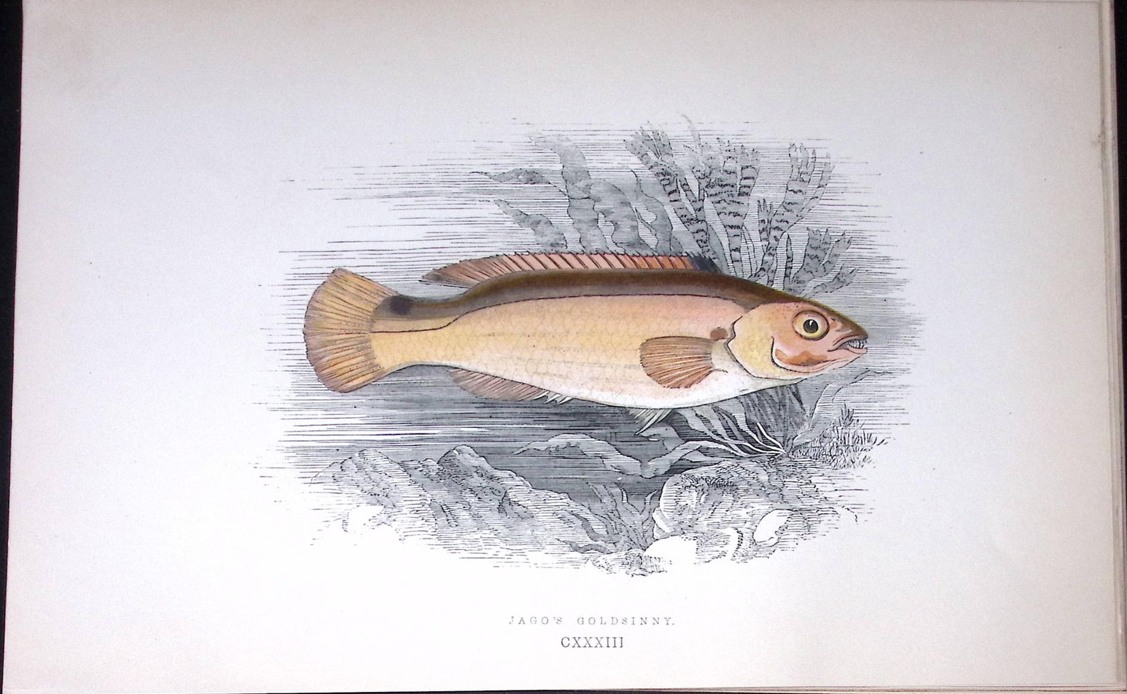 Jago’s Goldsinny Fish Scarce Antique 1877 J. Couch Woodblock Engraving-194 (1 of 2)