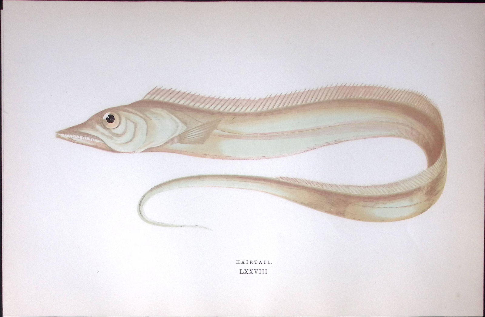 Remora Fish Scarce Antique 1877 J. Couch Woodblock Engraving-228 (1 of 2)