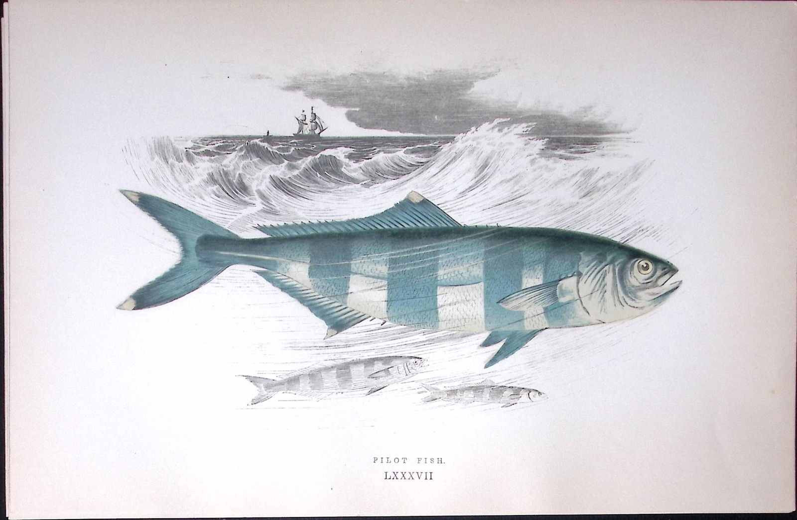 Pilot Fish Scarce Antique 1877 J. Couch Woodblock Engraving-226 (1 of 2)
