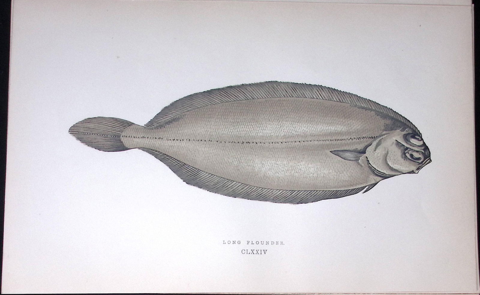 Long Flounder Fish Scarce Antique 1877 J. Couch Woodblock Engraving-177 (1 of 2)
