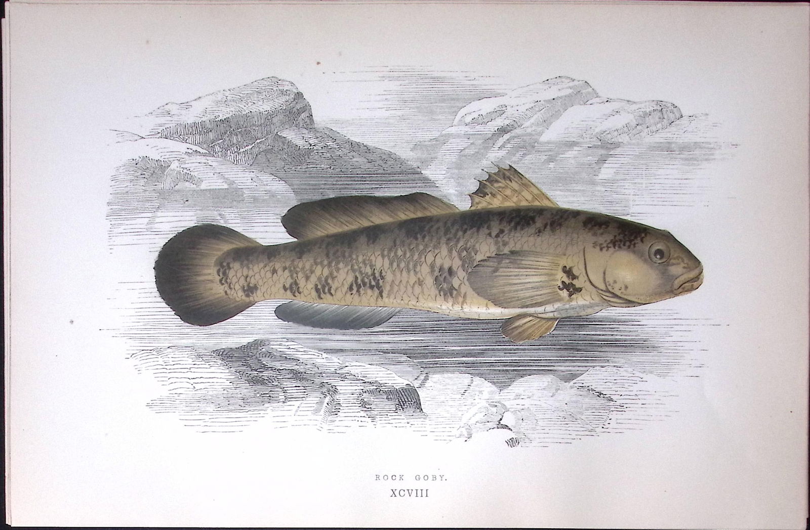 Rock Goby Fish Scarce Antique 1877 J. Couch Woodblock Engraving-231 (1 of 2)