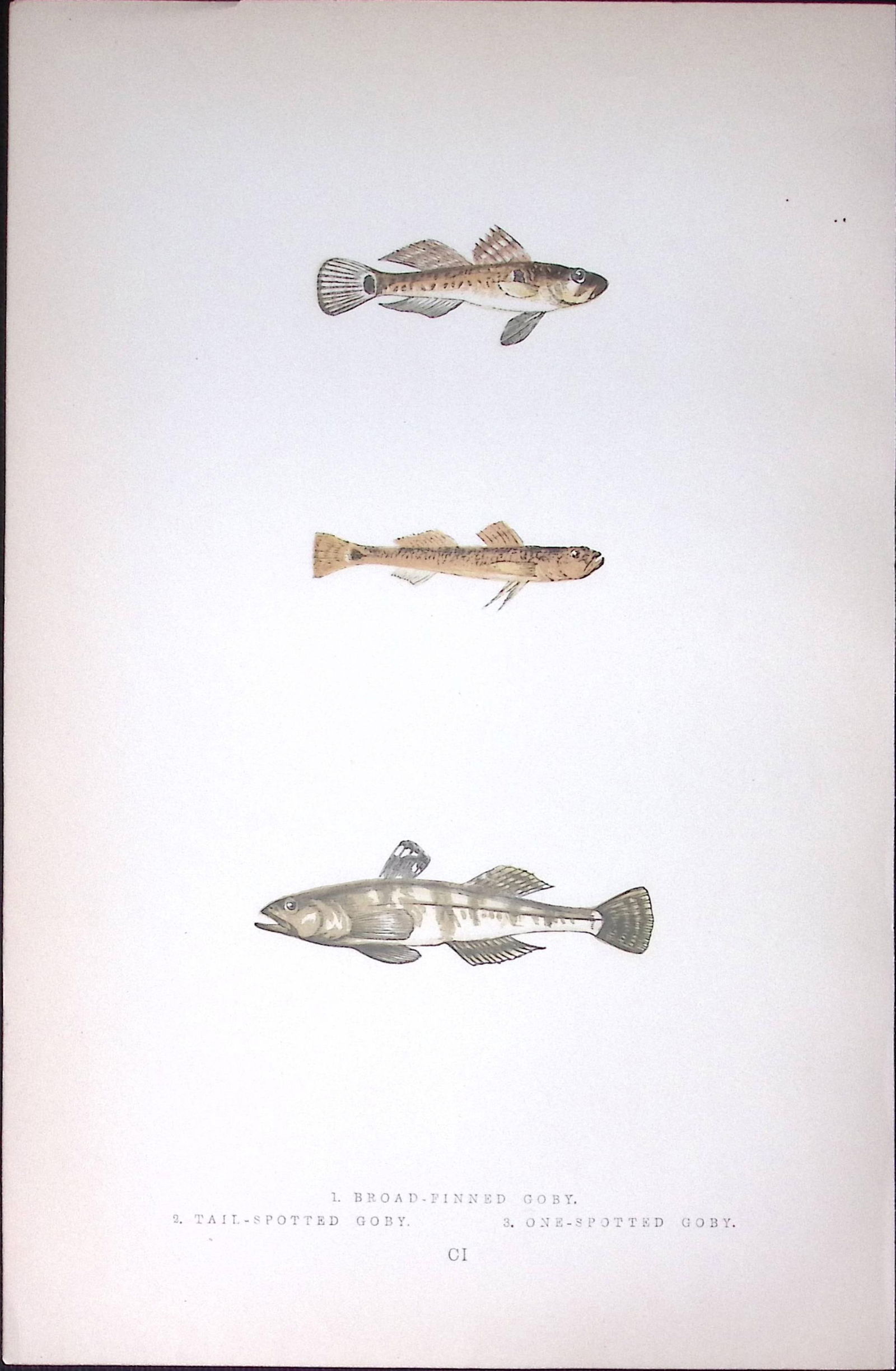 Three Goby Fish Scarce Antique 1877 J. Couch Woodblock Engraving-234 (1 of 2)