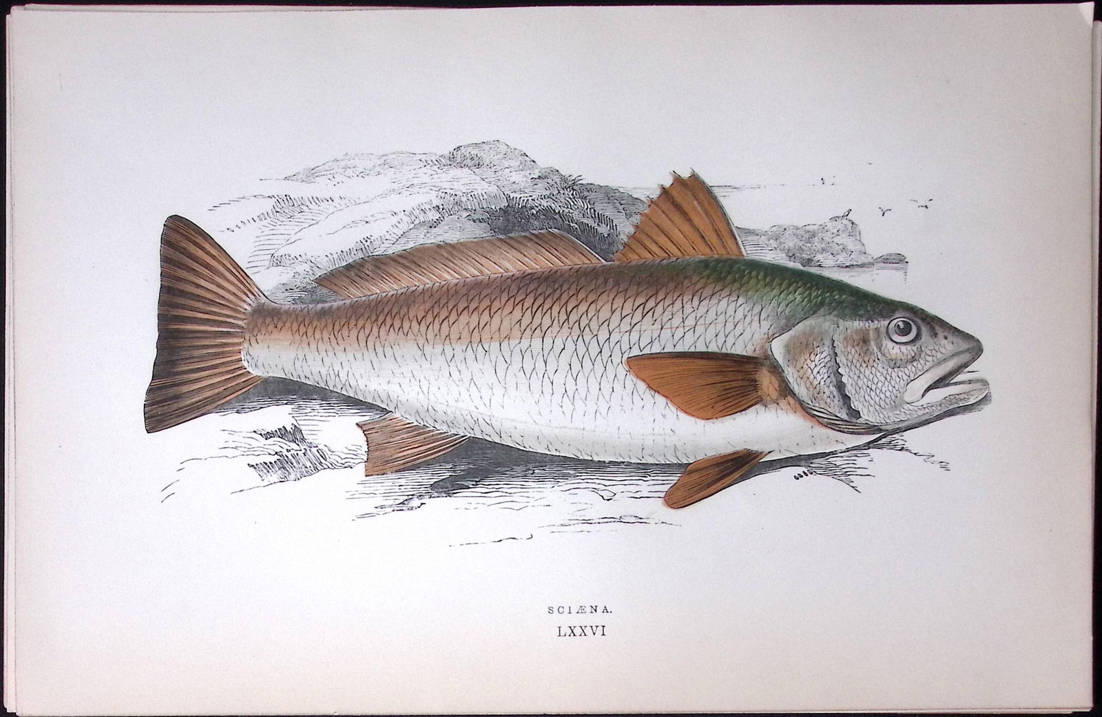 Sciaena Fish Scarce Antique 1877 J. Couch Woodblock Engraving-212 (1 of 2)