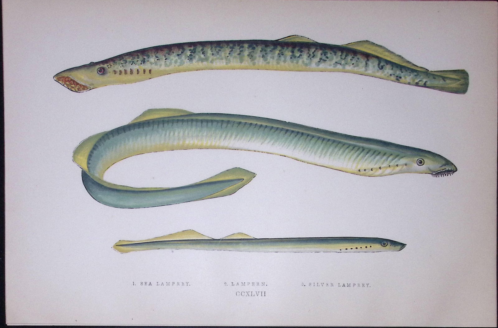 Sea & Silver Lamprey Scarce Antique 1877 J. Couch Woodblock Engraving-157 (1 of 2)