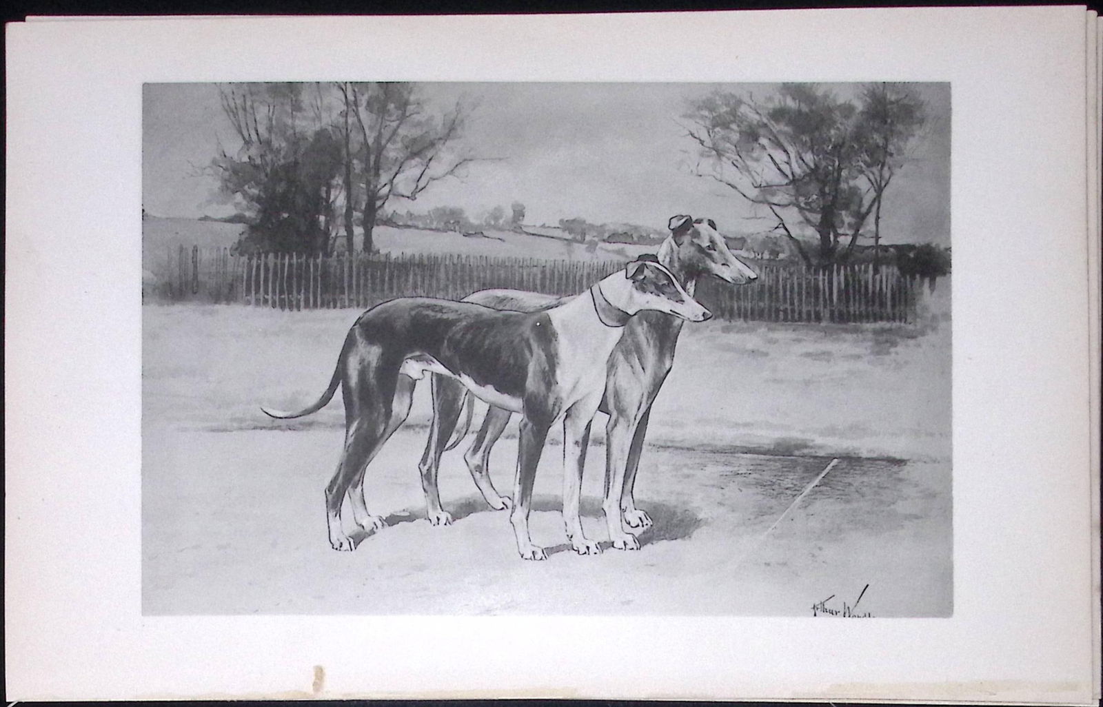 Whippets Antique Book Plate Rawdon Lee Modern Dogs 1893-31 (1 of 2)