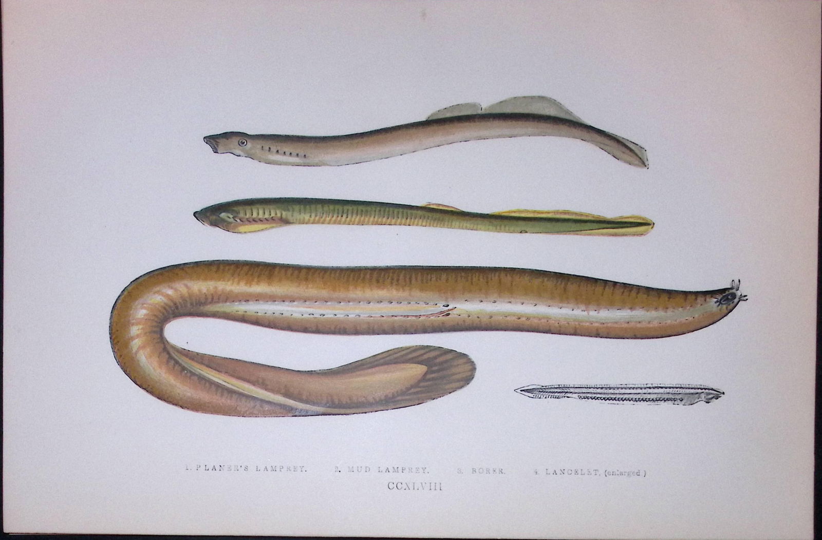 Planers, Mud, Borer, Lancelet Lamprey 1877 J. Couch Woodblock Engraving-158 (1 of 2)