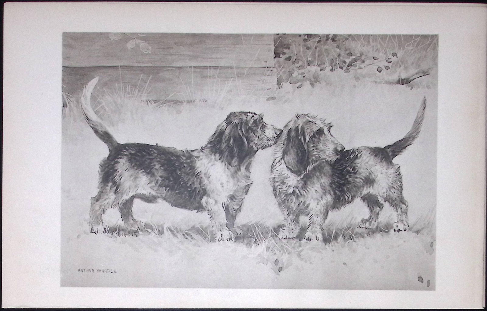 Basset Griffons Antique Book Plate Rawdon Lee Modern Dogs 1906-48 (1 of 2)