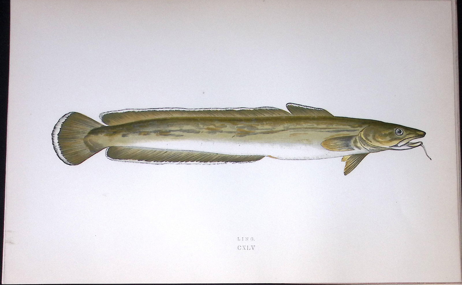 Ling Fish Scarce Antique 1877 J. Couch Woodblock Engraving-195 (1 of 2)