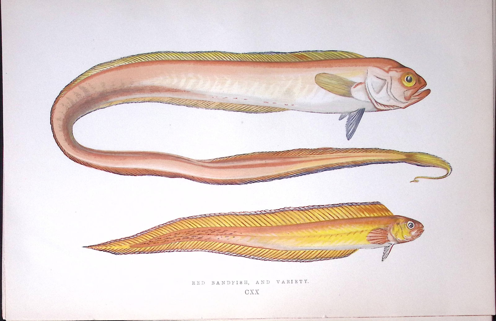 Red Sandfish Variety Fish Scarce Antique 1877 J. Couch Woodblock Engraving-247 (1 of 2)