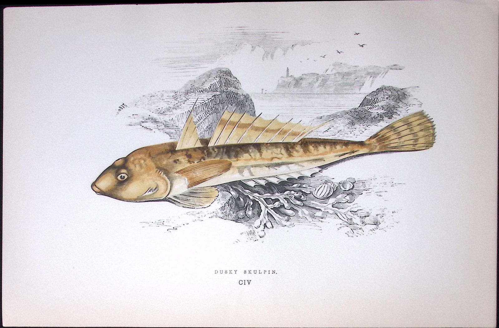 Dusky Skulpin Fish Scarce Antique 1877 J. Couch Woodblock Engraving-235 (1 of 2)