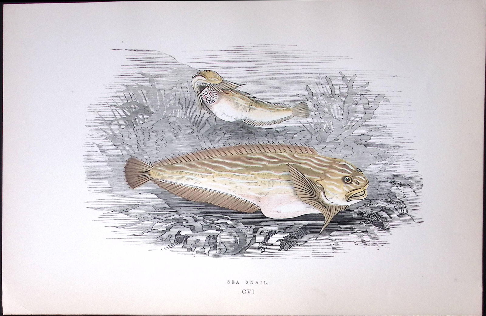 Sea Snail Fish Scarce Antique 1877 J. Couch Woodblock Engraving-237 (1 of 2)